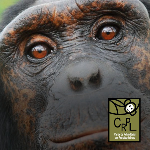 CRPL (Centro de Reabilitação de Primatas em Lwiro)Criado em 2002 por duas instituições congolesas: Institut Congolais pour la Conservation de la Nature (ICCN) e Centre de Recherche in Sciences Naturelles (CRSN). A caça ilegal aumentou drasticamente durante a Segunda Guerra Congolesa (1998-2004), e foi criado um local seguro para os primatas órfãos se recuperarem fisicamente e fisiologicamente das suas provações. O Zoo de Lagos já organizou 2 jantares de angariação de fundos para este centro e está a planear o 3º, no dia Mundial do Chimpanzé, a 12 de Julho.