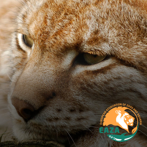 EAZA (Associação Europeia de Zoos e Aquários)Instituição formada em 1992, que facilita a cooperação entre a comunidade de Zoos e Aquários da Europa e m relação aos objetivos de educação, investigação e conservação, sendo também membro da WAZA (Associação Mundial de Zoos e Aquários). Para se ser membro, é necessário cumprir certas normas e obrigações relativamente aos programas de reprodução, ética, qualidade na contratação de pessoal, educação ambiental, entre outras.