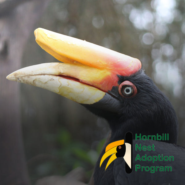 Hornbill Nest Adoption ProgramProjeto para conservação de calaus, localizado na Tailândia e na Índia, onde a desflorestação e a fragmentação do habitat são um problema crescente. O dinheiro do programa serve para a construção de caixas ninho para calaus – aves que necessitam de árvores de grande porte para nidificarem. O Zoo de Lagos apadrinha 3 caixas ninho ao abrigo deste projeto.