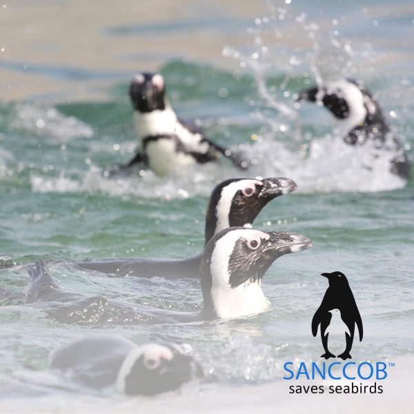 SANCCOBA SANCCOB é uma organização sem fins lucrativos, cujo principal objetivo é reverter o declínio das populações de aves marinhas através do resgate, reabilitação e libertação de aves marinhas feridas, abandonadas ou cobertas de óleo – especialmente espécies ameaçadas, como o pinguim africano. O Zoo de Lagos doa dinheiro a esta instituição, além de organizar eventos para angariação de fundos.